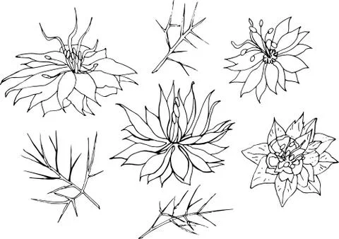 Flowers and branches Vector hand drawn set of nigella flowers isolated on whi Stock Illustration