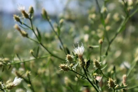 Flowers and buds of Centaurea diffusa (white knapweed) Stock Photos