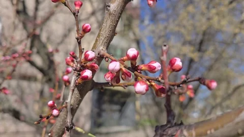 Flowers and buds on tree branches. Spring apricot blossoms. Flower buds. Stock Footage 332402403