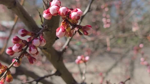 Flowers and buds on tree branches. Spring apricot blossoms. Flower buds. Stock Footage 332402531