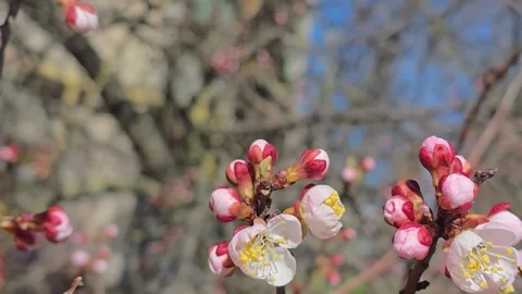 Flowers and buds on tree branches. Spring apricot blossoms. Flower buds. Stock Footage 332402598