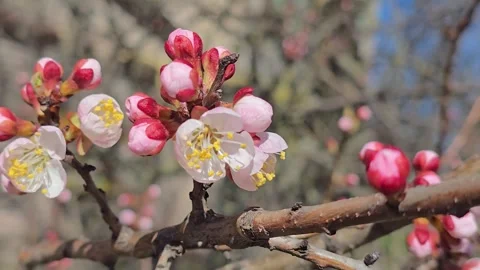 Flowers and buds on tree branches. Spring apricot blossoms. Flower buds. Stock Footage 332402657