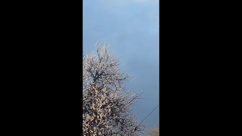 Flowers and buds on tree branches. Spring apricot blossoms. Flower buds. Stock Footage 332402712