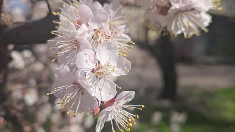 Flowers and buds on tree branches. Spring apricot blossoms. Flower buds. Stock Footage 332402728