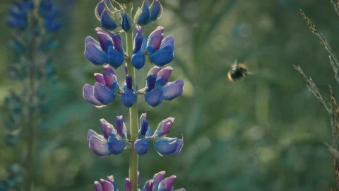 Flowers and bumble-bee Video stock 142459890