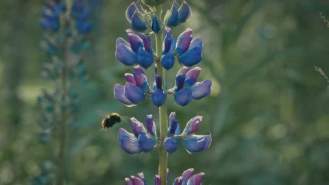 Flowers and bumble-bee Video stock 142459934