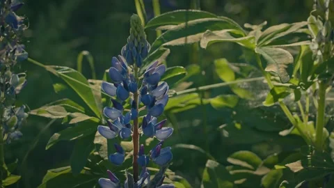 Flowers and bumble-bee Video stock 142460006