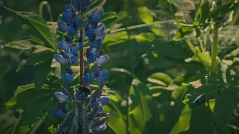 Flowers and bumble-bee Video stock 142460093