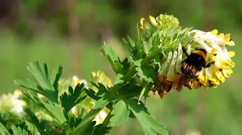 Flowers and bumblebee Stock Footage 22986381