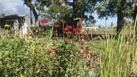 Flowers and bushes Stock Footage 201941420