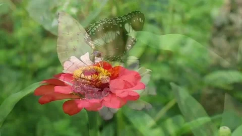 Flowers And Butterflies Stock Footage 169119082