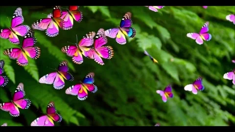 Flowers and butterflies Stock Footage 288089682