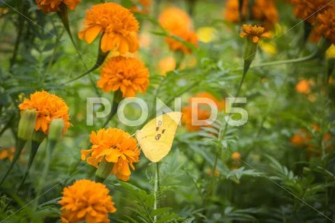 The Flowers and butterflies swarm in The Park Stock Photos