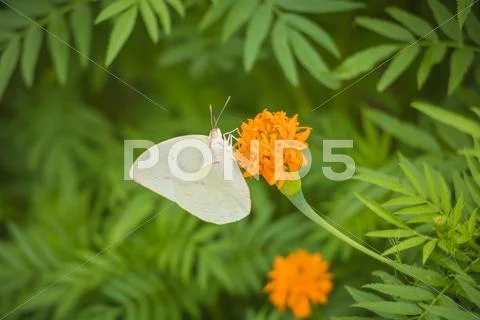 The Flowers and butterflies swarm in The Park Stock Photos
