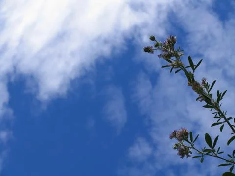 Flowers and Clouds Foto stock