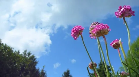 Flowers and Clouds Time Lapse Stock Footage 8988801