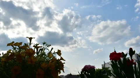 Flowers and clouds time lapse Stock Footage 240616843