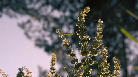 Flowers and cobwebs at sunset. Video stock 197047239
