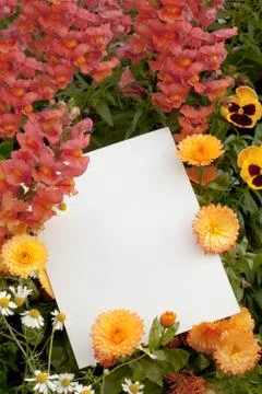 Flowers and copyspace Stock Illustration