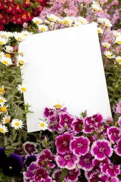 Flowers and copyspace Stock Illustration