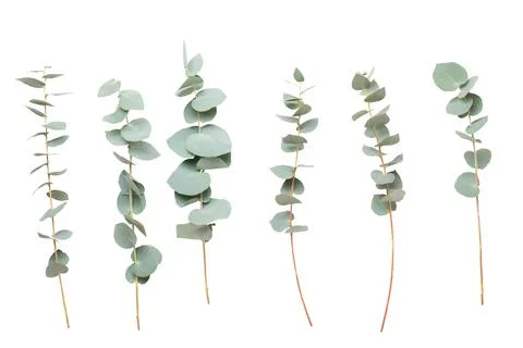 Flowers and eucaaliptus composition. Pattern made of various colorful flowers Stock Photos