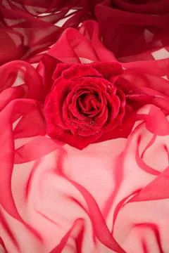 Flowers And Fabric Stock Photos