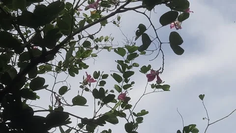 Flowers and Foliage Stock-Footage 333914477