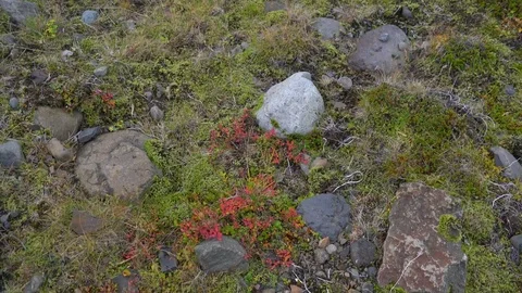 Flowers and Glacier Stock Footage 73262027