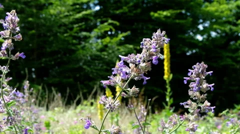 Flowers and Grass Stock Footage 40419960