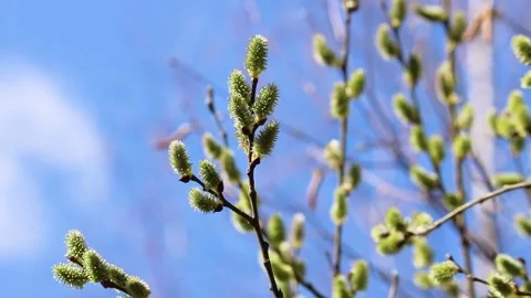 Flowers and grass Stock Footage 314908948