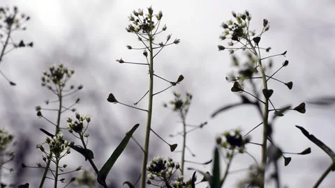 Flowers and grass moving on a cloudy rainy sky Stock Footage 151927258