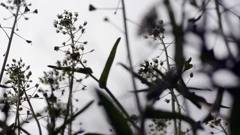 Flowers and grass moving on gray cloudy rainy sky Stock Footage 151927273