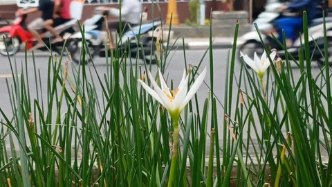 Flowers and grass by the roadside Stock Footage 328345964