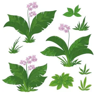 Flowers and grass set Illustrazione stock