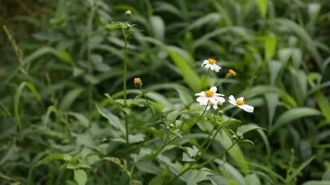 The flowers and grass swing in the wind. Stock Footage 110622044