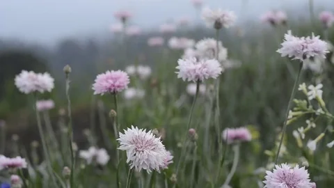 Flowers and grass with windy. Stock Footage 82410195