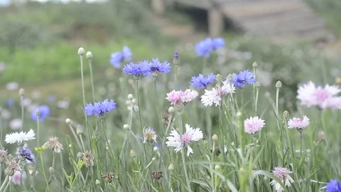 Flowers and grass with windy. Stock Footage 82410197