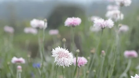 Flowers and grass with windy. Video stock 82410199