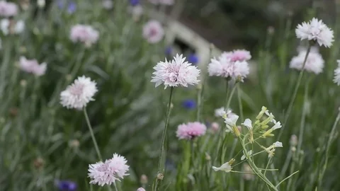 Flowers and grass with windy. 스톡 동영상 82410203