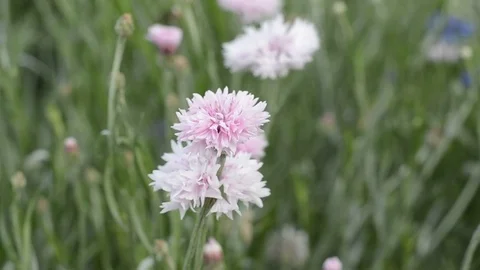 Flowers and grass with windy. Video stock 82410223