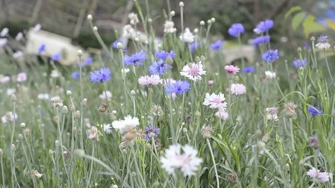 Flowers and grass with windy. Stock Footage 82410227