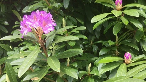 Flowers and Greenery Stock Footage 112356035