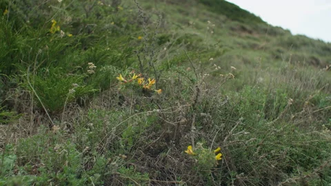 Flowers and herbs Stock Footage 221001766