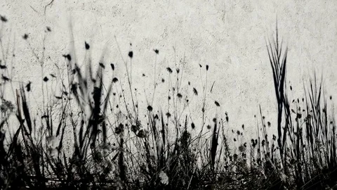 Flowers and high grass shadow on the ground. 库存影片 84020678