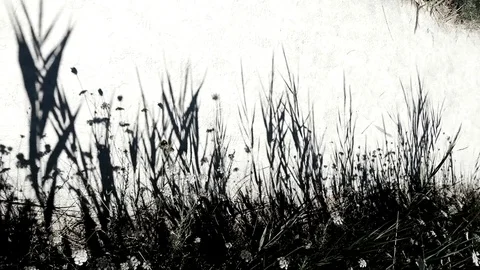 Flowers and high grass shadow on the ground. Video stock 84022949
