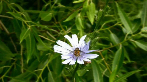 Flowers and insect Stock Footage 843304