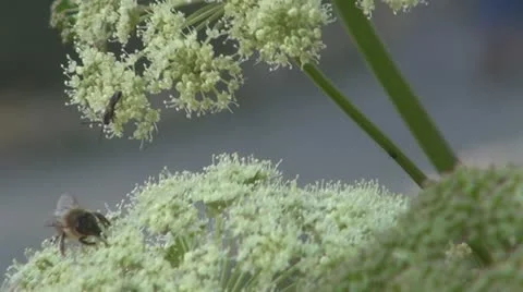 Flowers and insects Stock-Footage 11625591