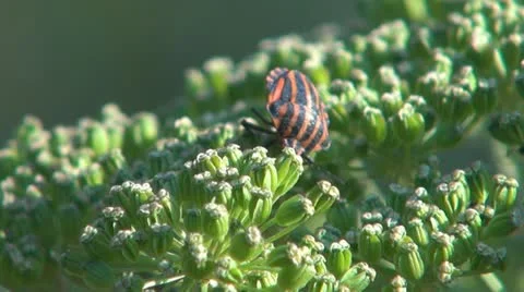 Flowers and insects Stock-Footage 11625653