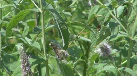 Flowers and insects Vídeo Stock 11625736