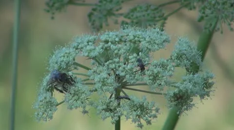 Flowers and insects Видео 11625745